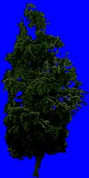 Текстура дерева